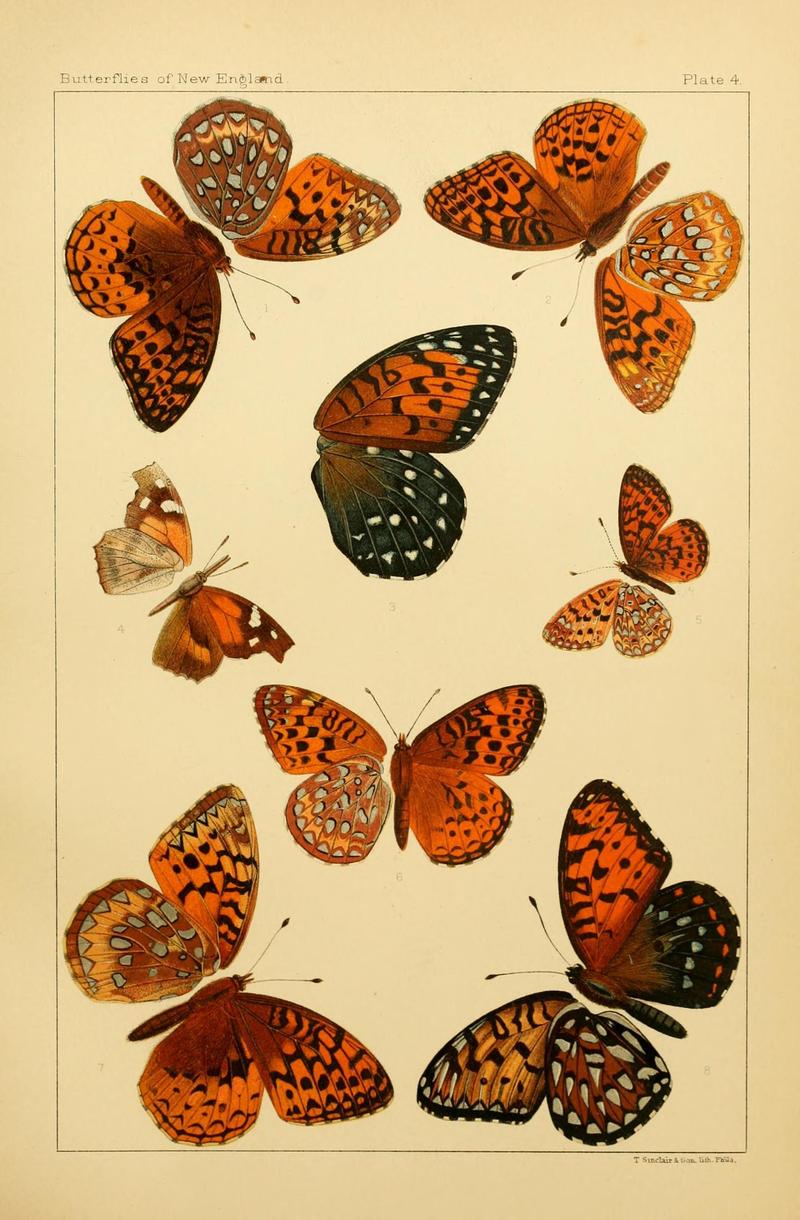 The butterflies of the eastern United States and Canada (8252286001)