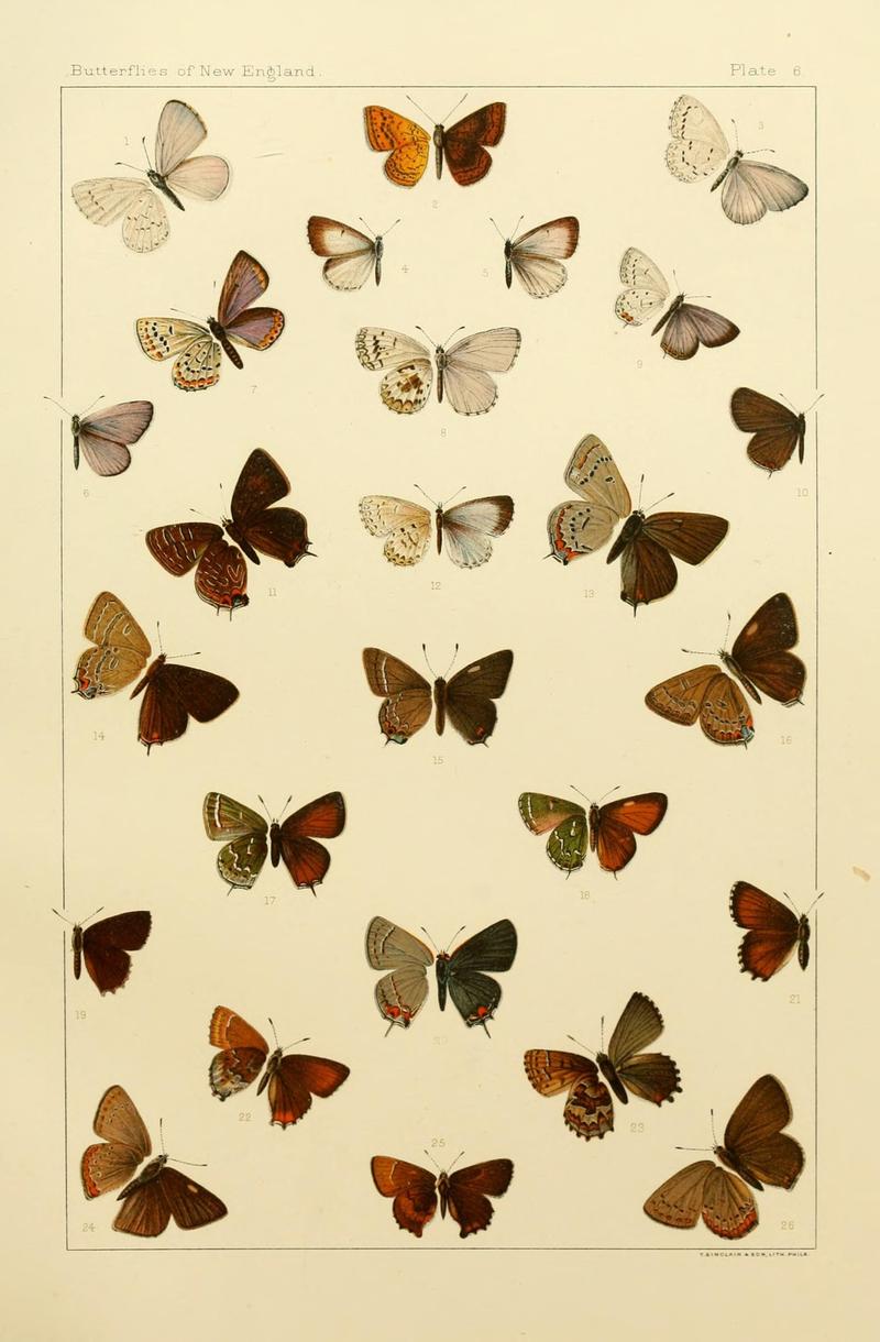 The butterflies of the eastern United States and Canada (8252286901)