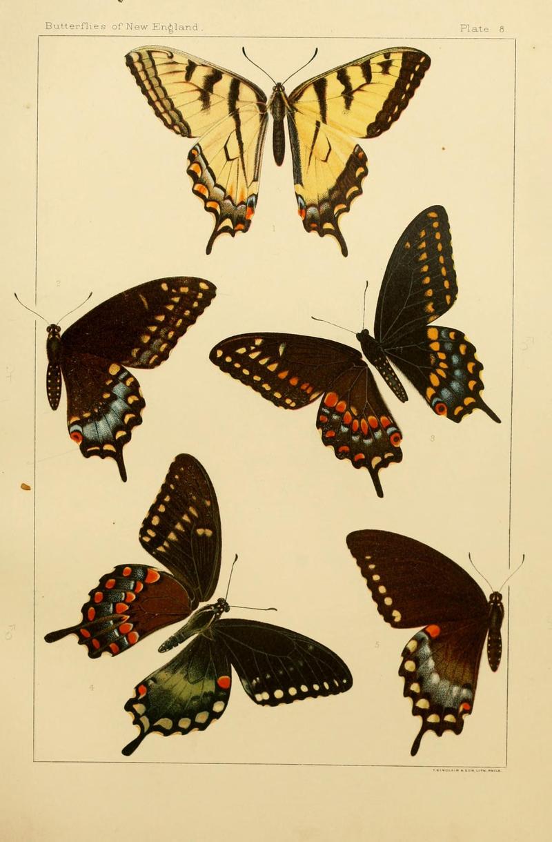 The butterflies of the eastern United States and Canada (8252287835)