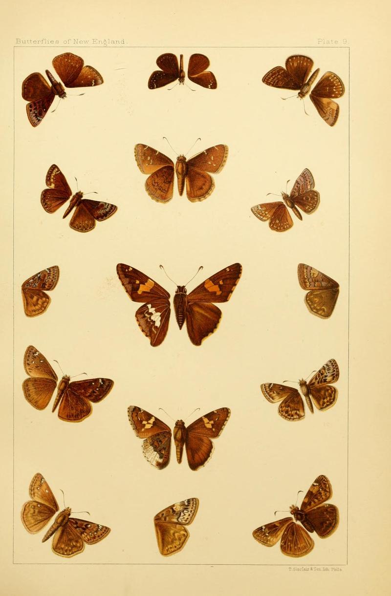 The butterflies of the eastern United States and Canada (8252288235)