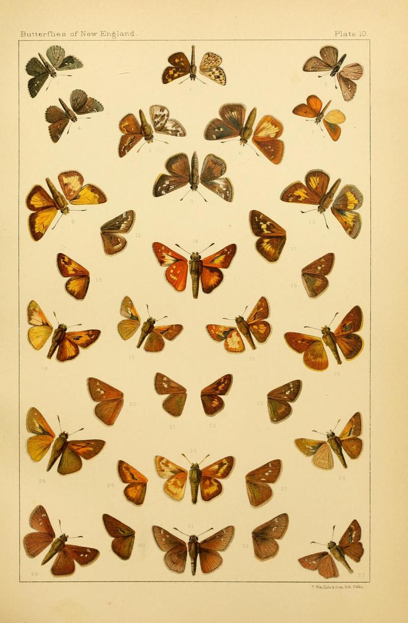 The butterflies of the eastern United States and Canada (8252288671)