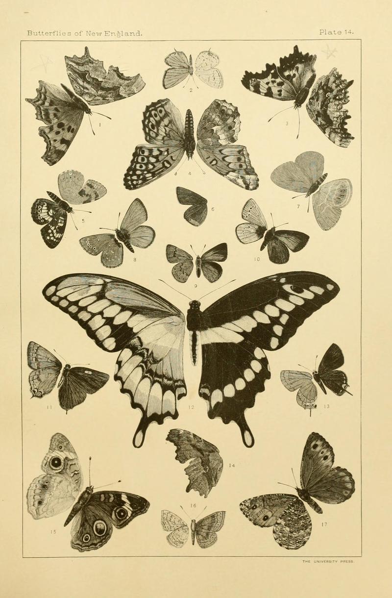 The butterflies of the eastern United States and Canada (8252291059)