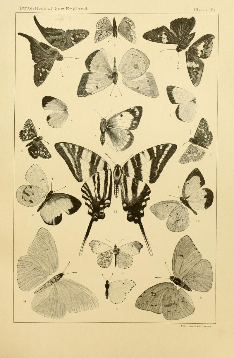 The butterflies of the eastern United States and Canada (8252291507)