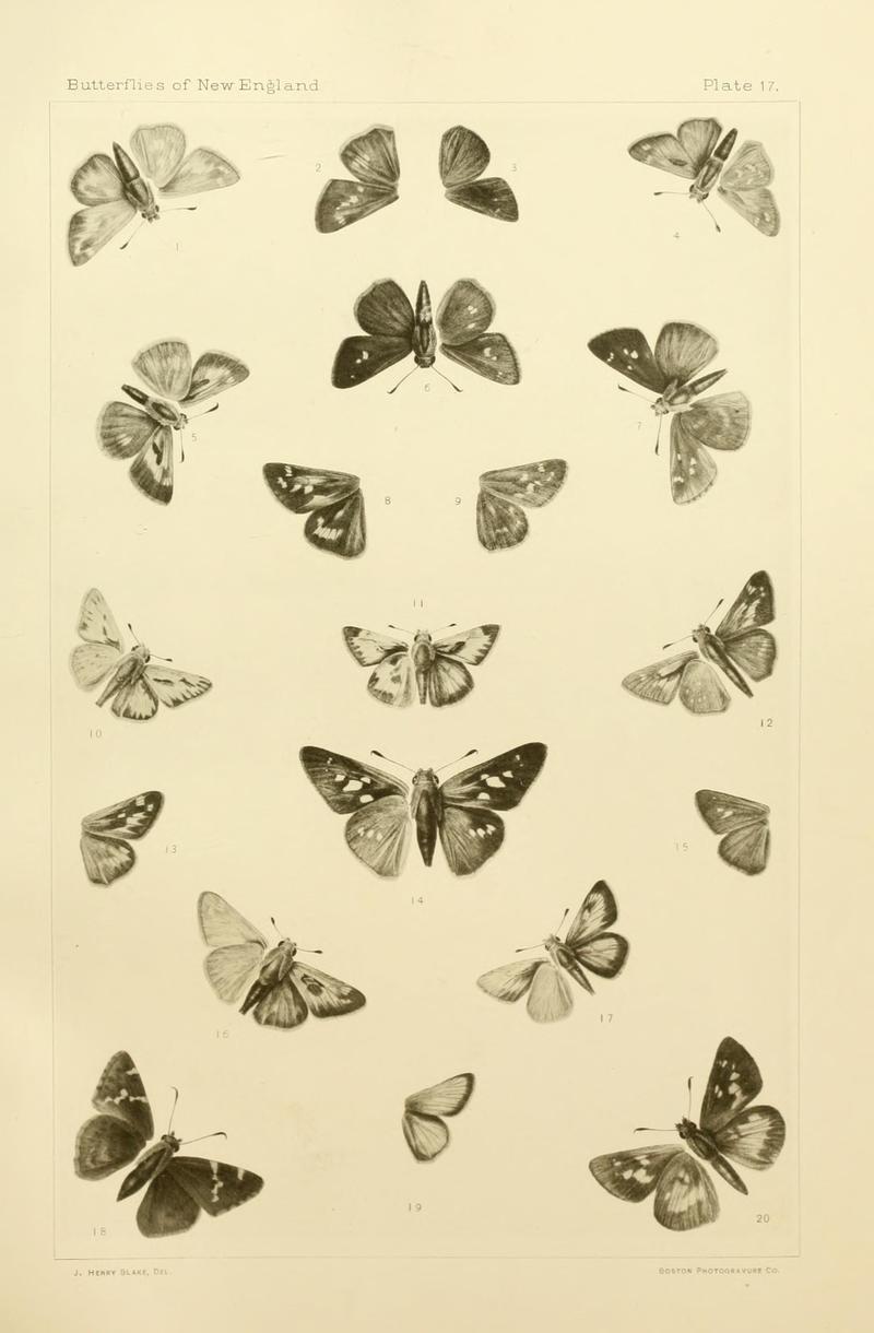 The butterflies of the eastern United States and Canada (8252292589)