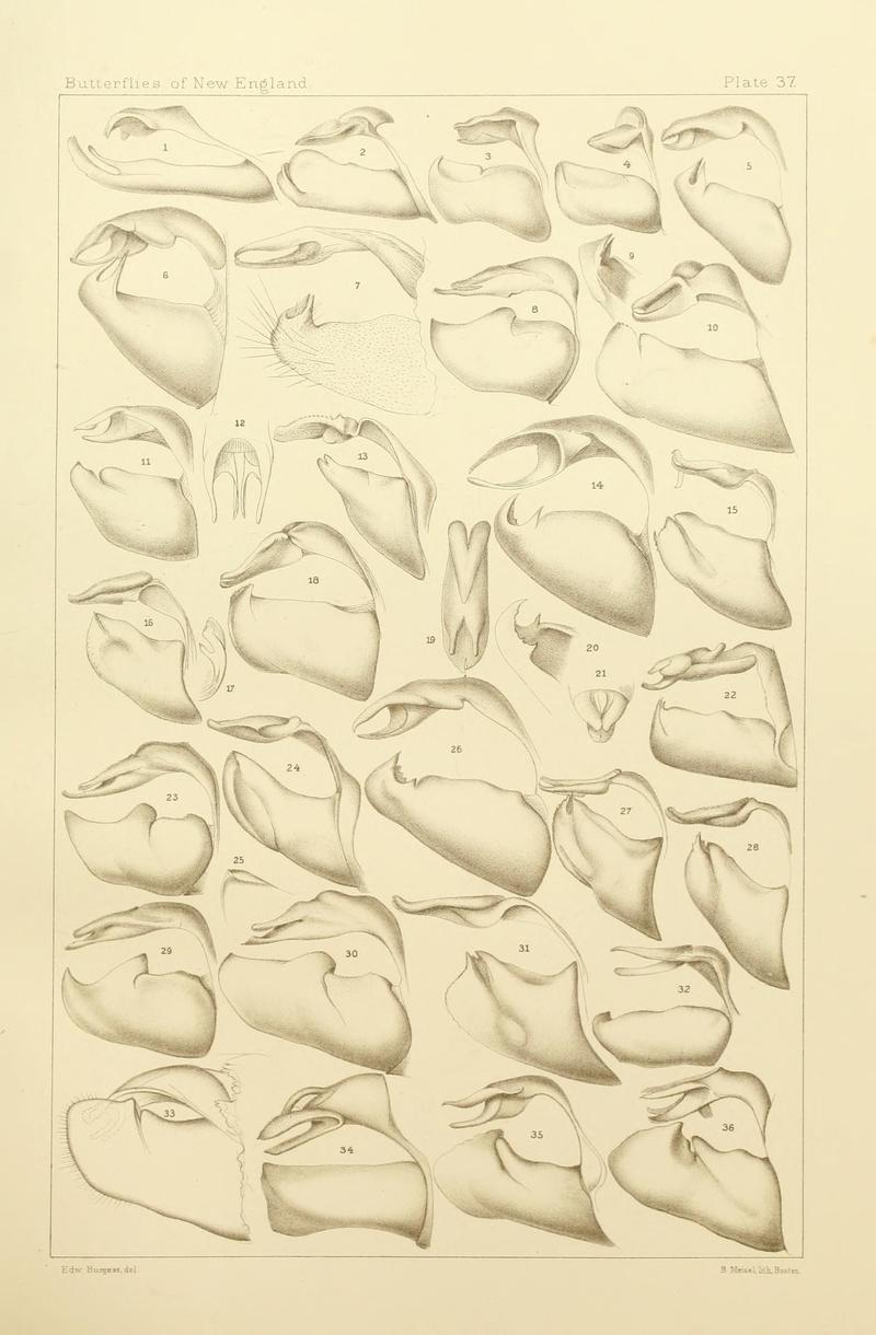 The butterflies of the eastern United States and Canada (8252303689)