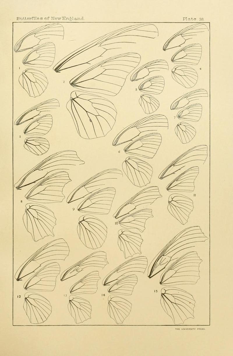 The butterflies of the eastern United States and Canada (8252304215)