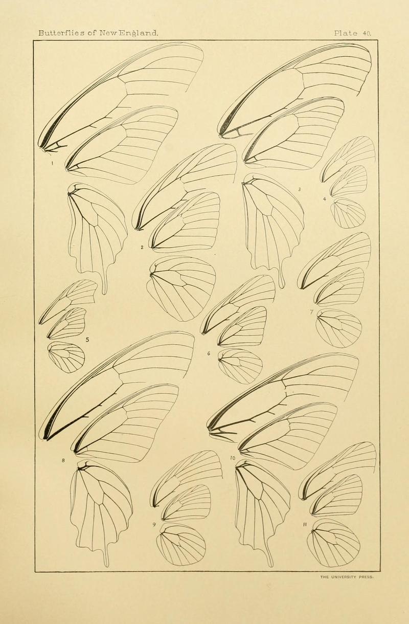 The butterflies of the eastern United States and Canada (8252305279)