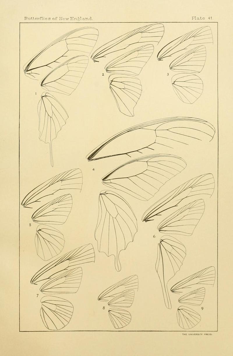 The butterflies of the eastern United States and Canada (8252305703)