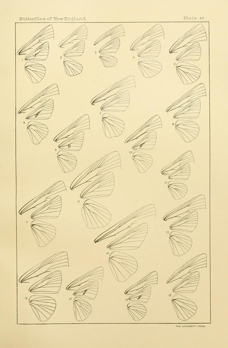 The butterflies of the eastern United States and Canada (8252306063)
