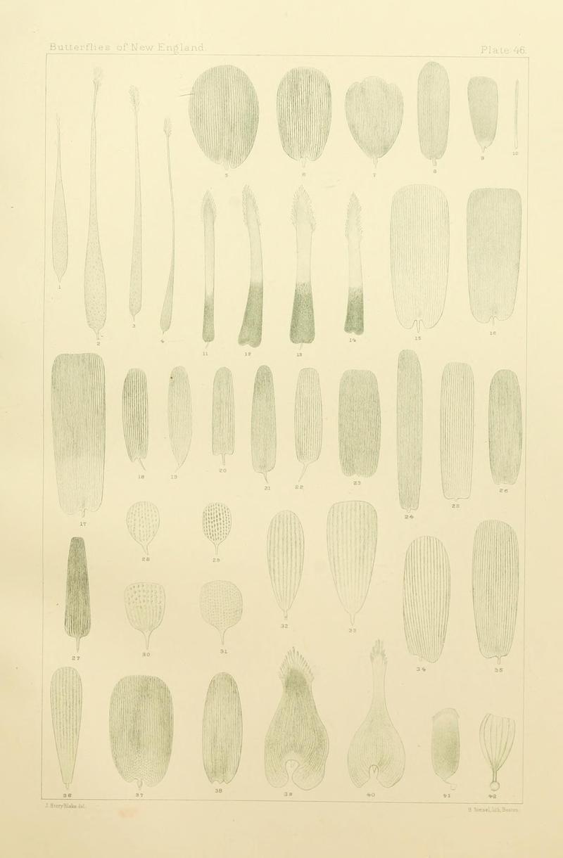 The butterflies of the eastern United States and Canada (8252307571)