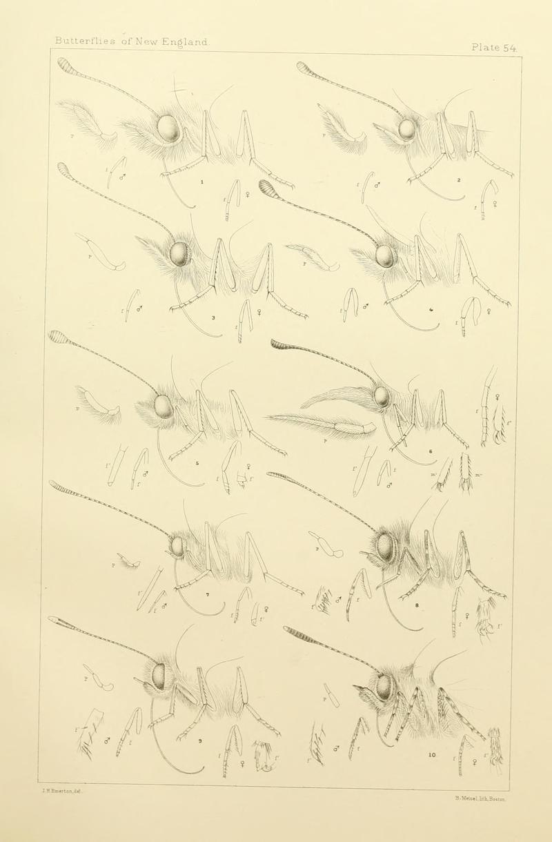 The butterflies of the eastern United States and Canada (8252310497)