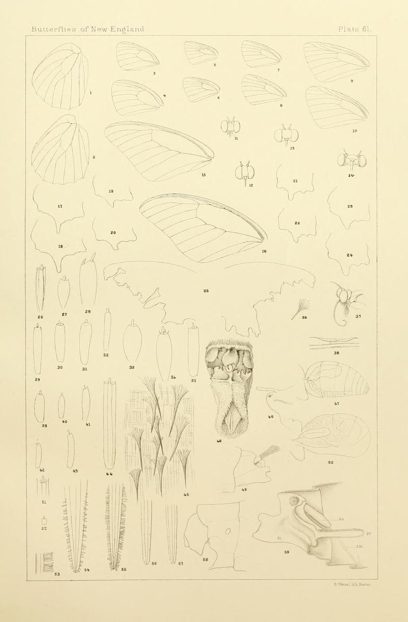 The butterflies of the eastern United States and Canada (8252313029)