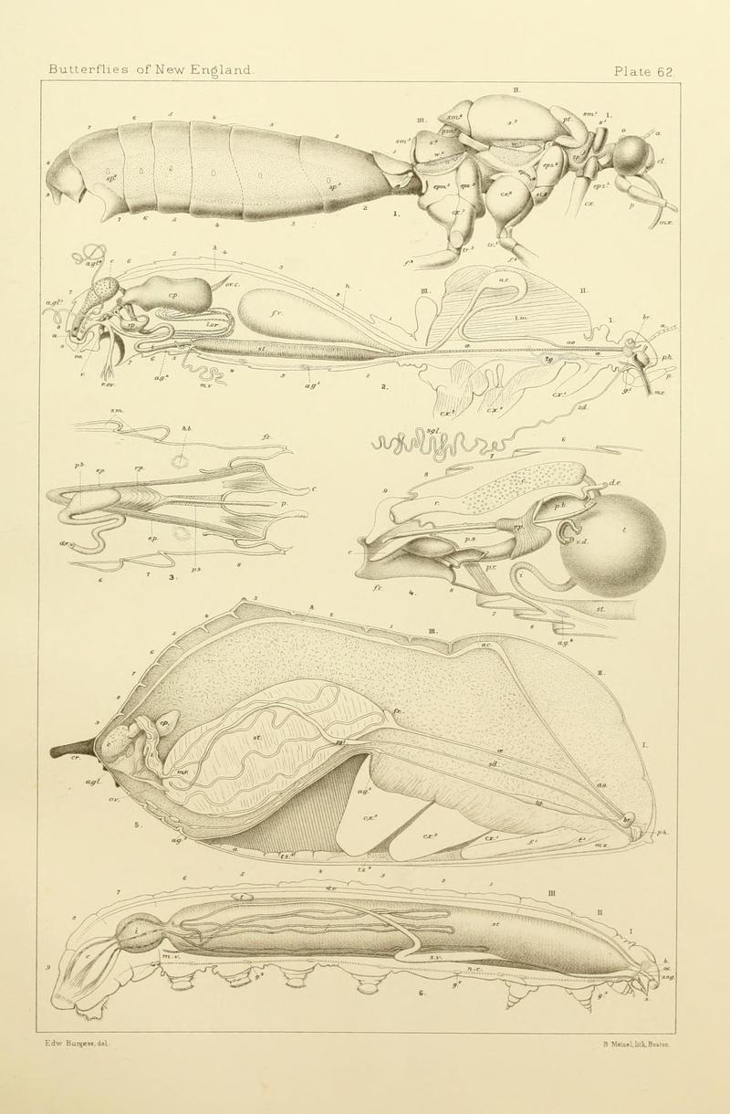 The butterflies of the eastern United States and Canada (8252313631)