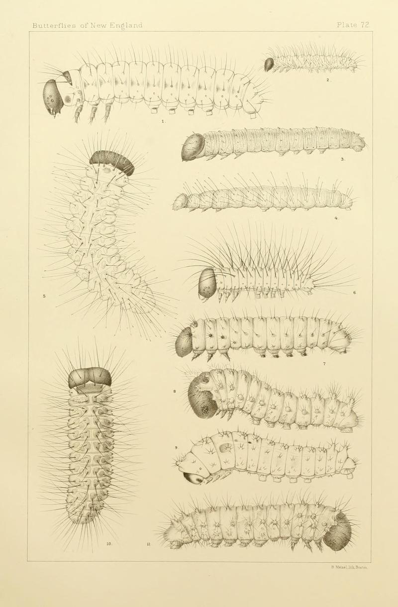 The butterflies of the eastern United States and Canada (8252318333)