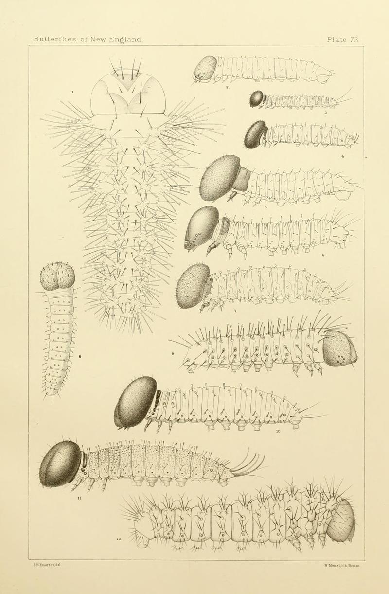 The butterflies of the eastern United States and Canada (8252319115)