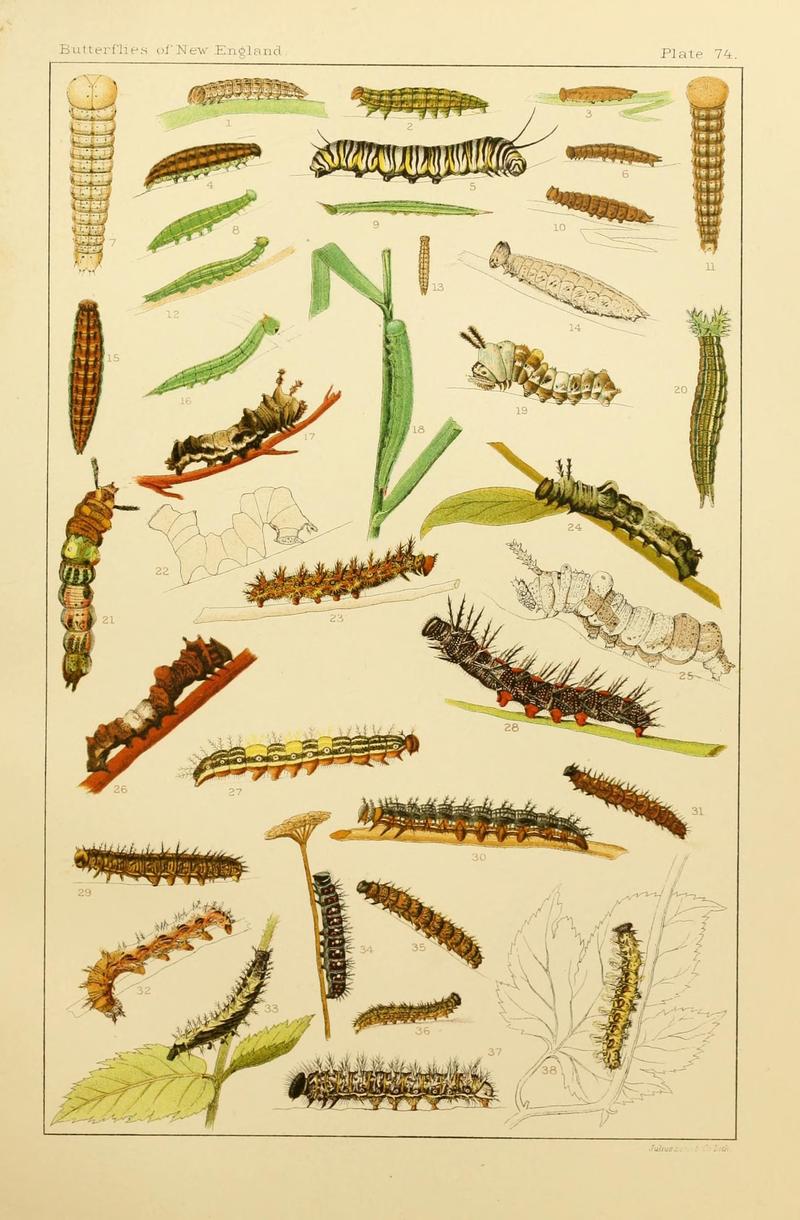 The butterflies of the eastern United States and Canada (8252319527)