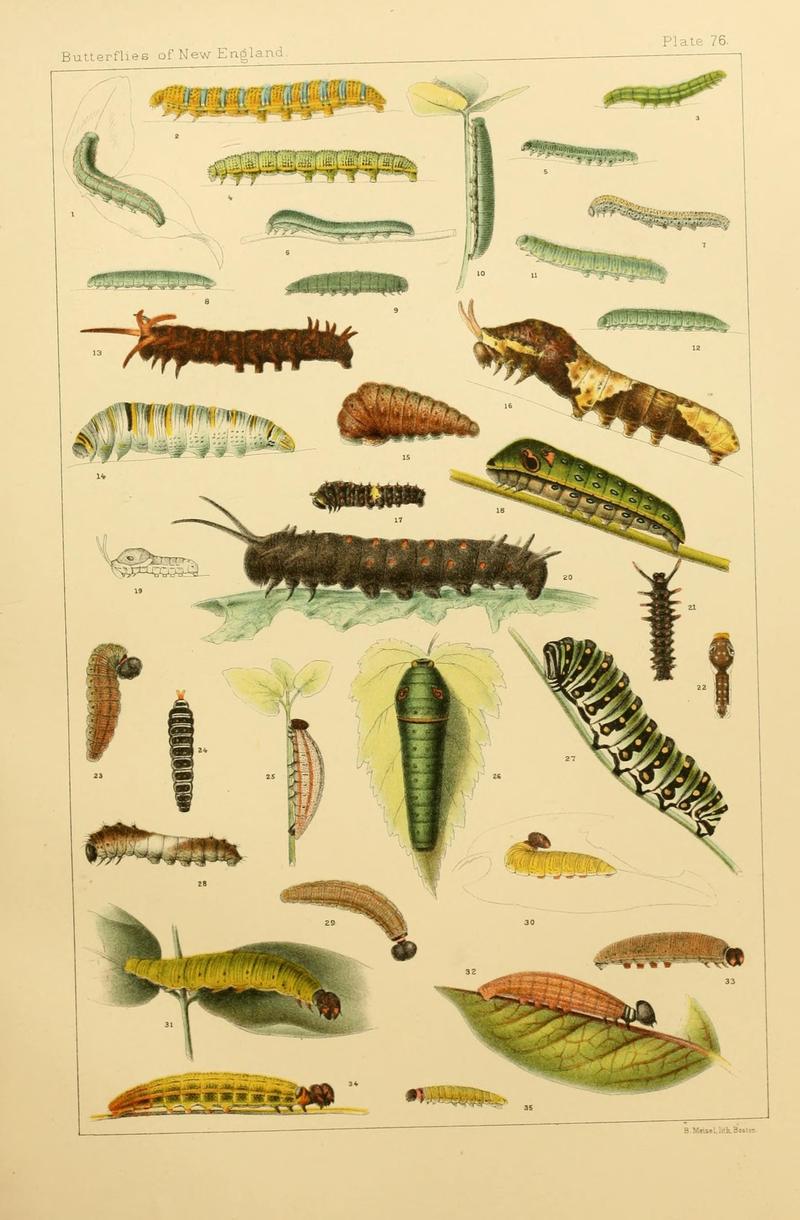 The butterflies of the eastern United States and Canada (8252320541)