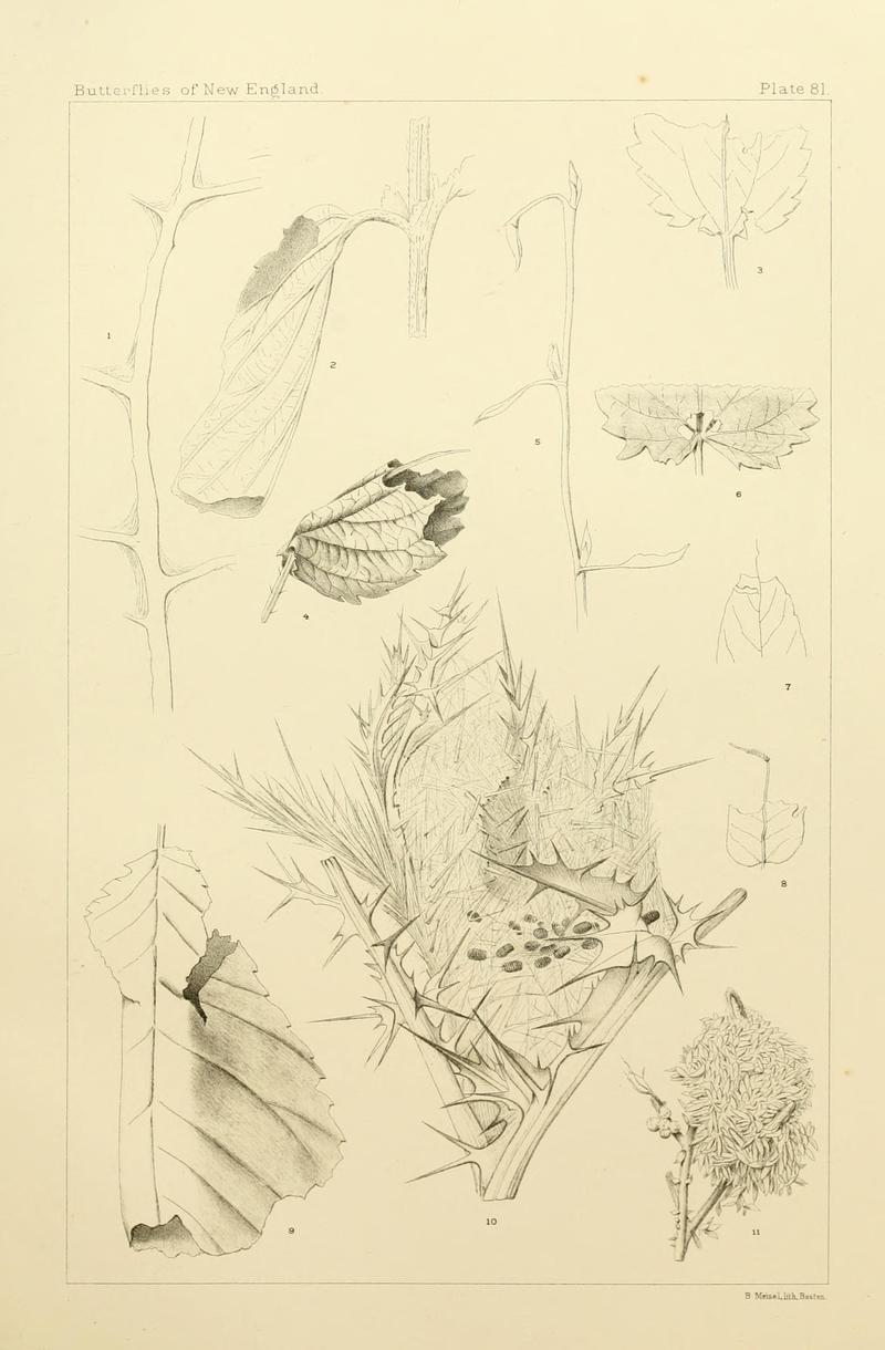 The butterflies of the eastern United States and Canada (8252322341)