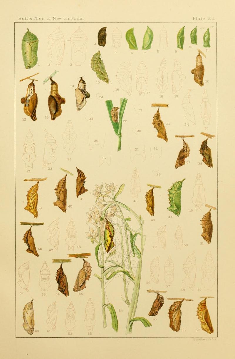 The butterflies of the eastern United States and Canada (8252323299)