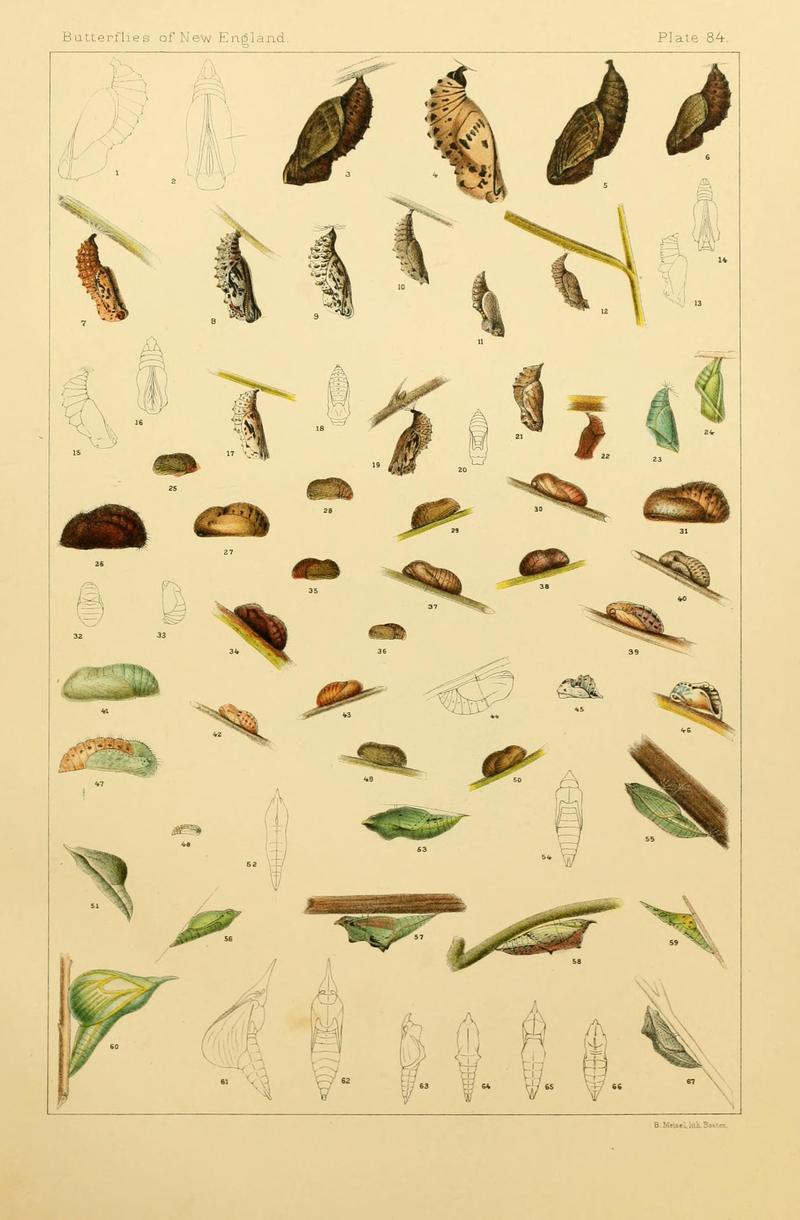 The butterflies of the eastern United States and Canada (8252323701)