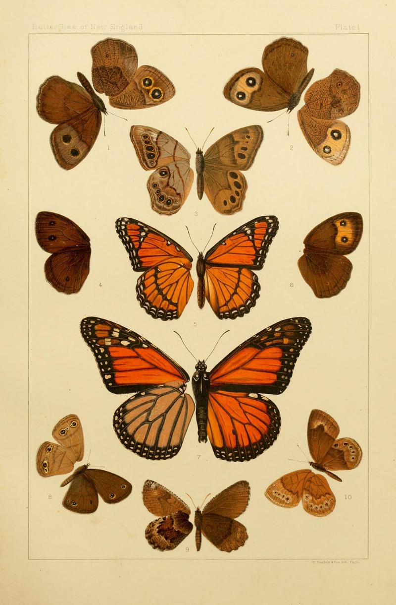 The butterflies of the eastern United States and Canada (8253355546)