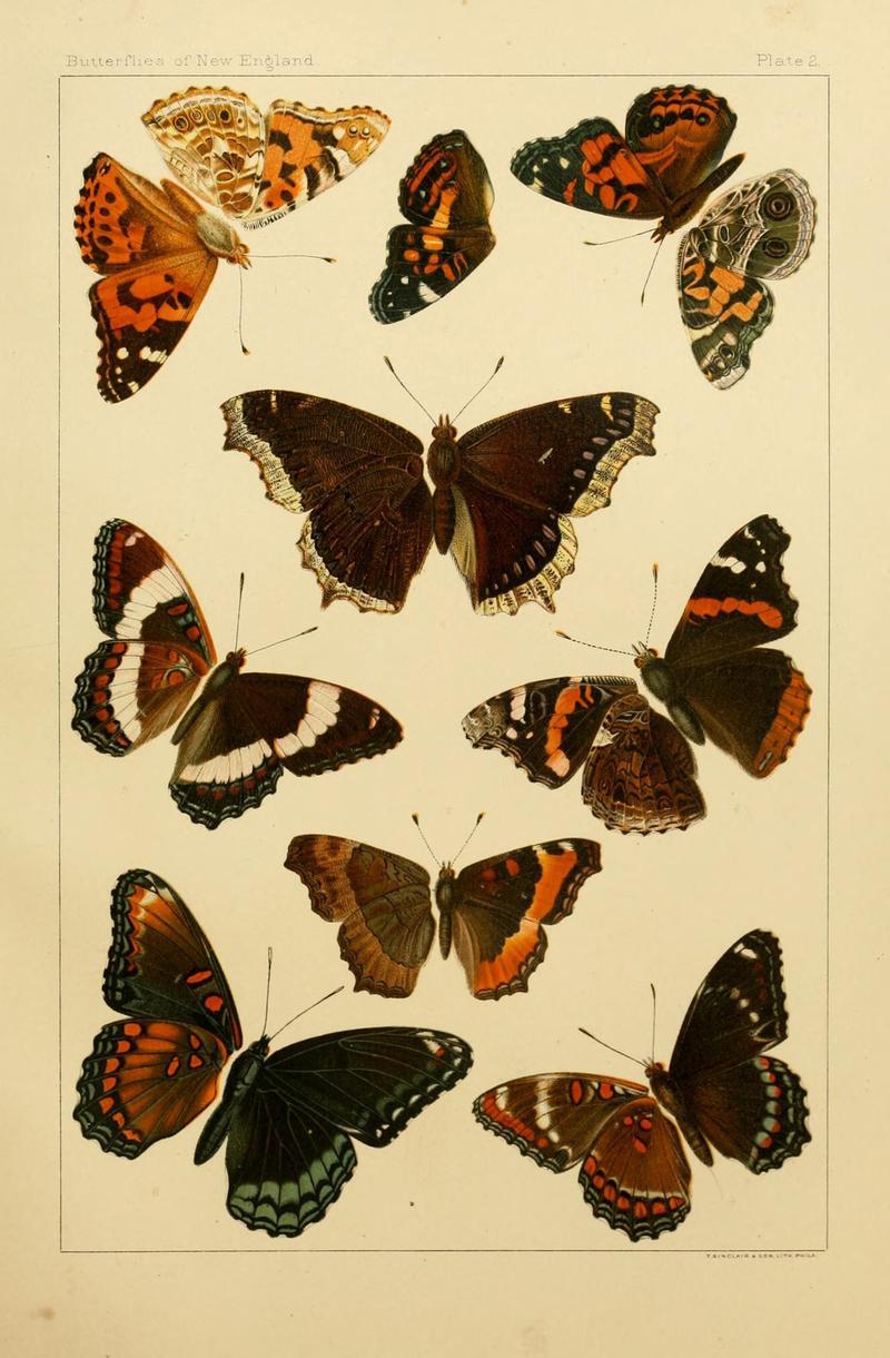 The butterflies of the eastern United States and Canada (8253356074)