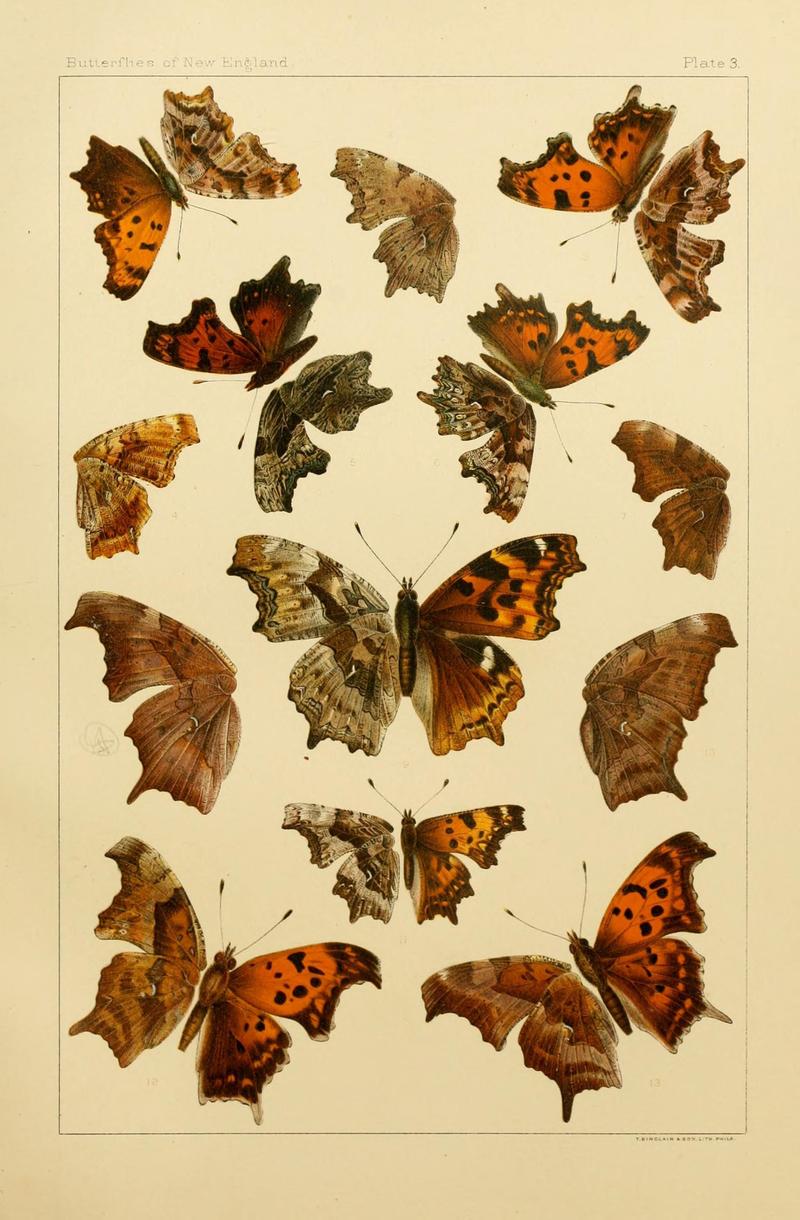 The butterflies of the eastern United States and Canada (8253356508)