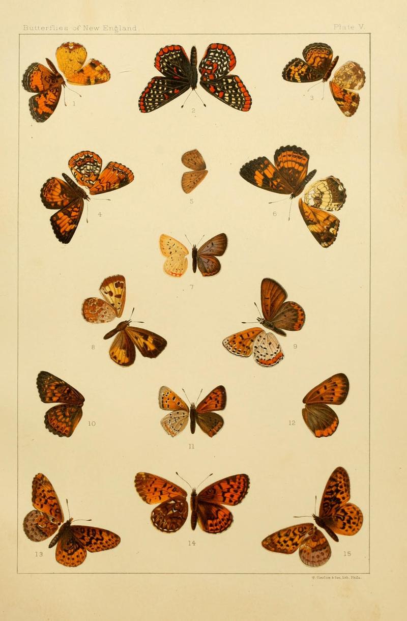 The butterflies of the eastern United States and Canada (8253357410)
