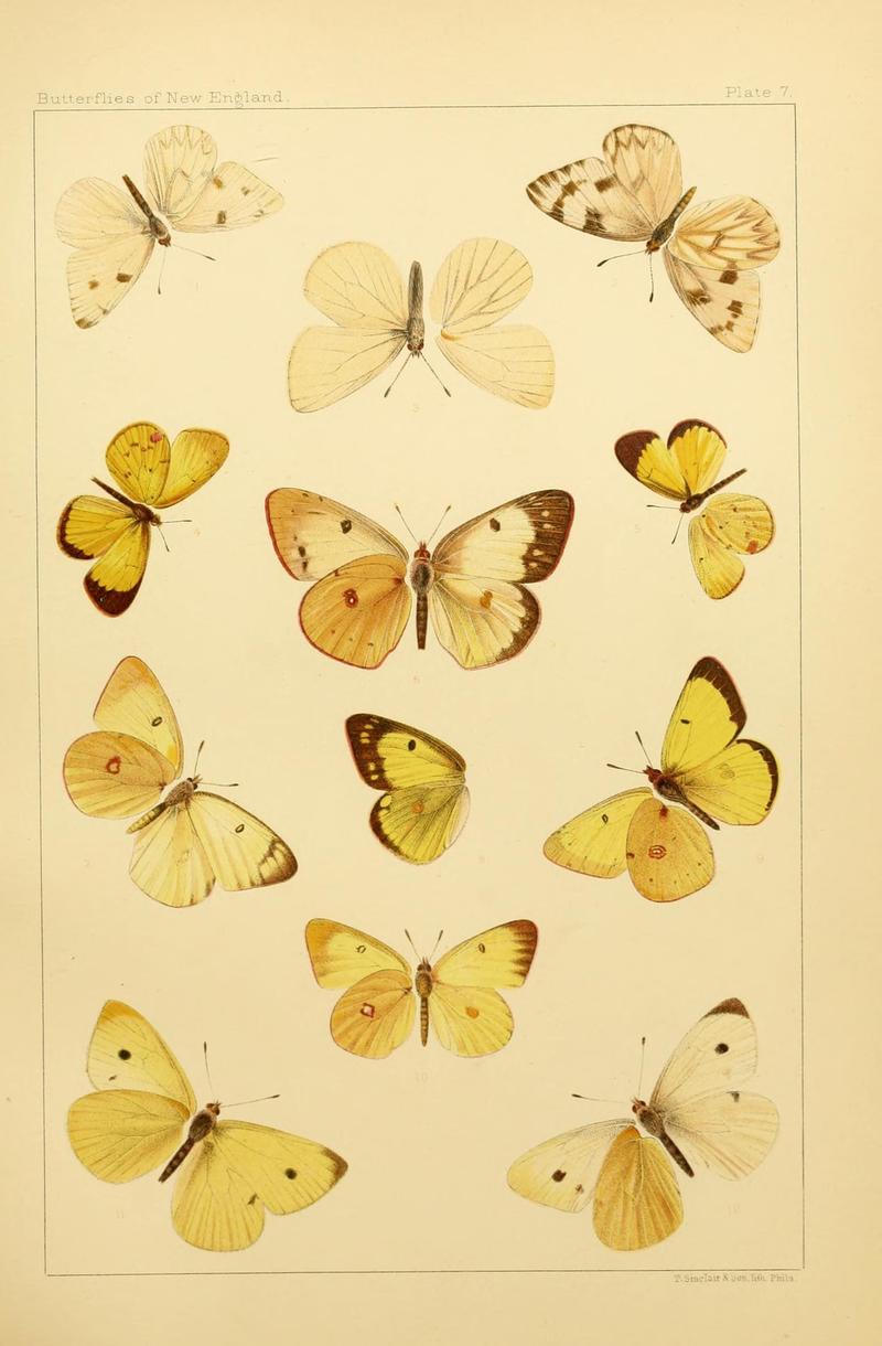 The butterflies of the eastern United States and Canada (8253358218)