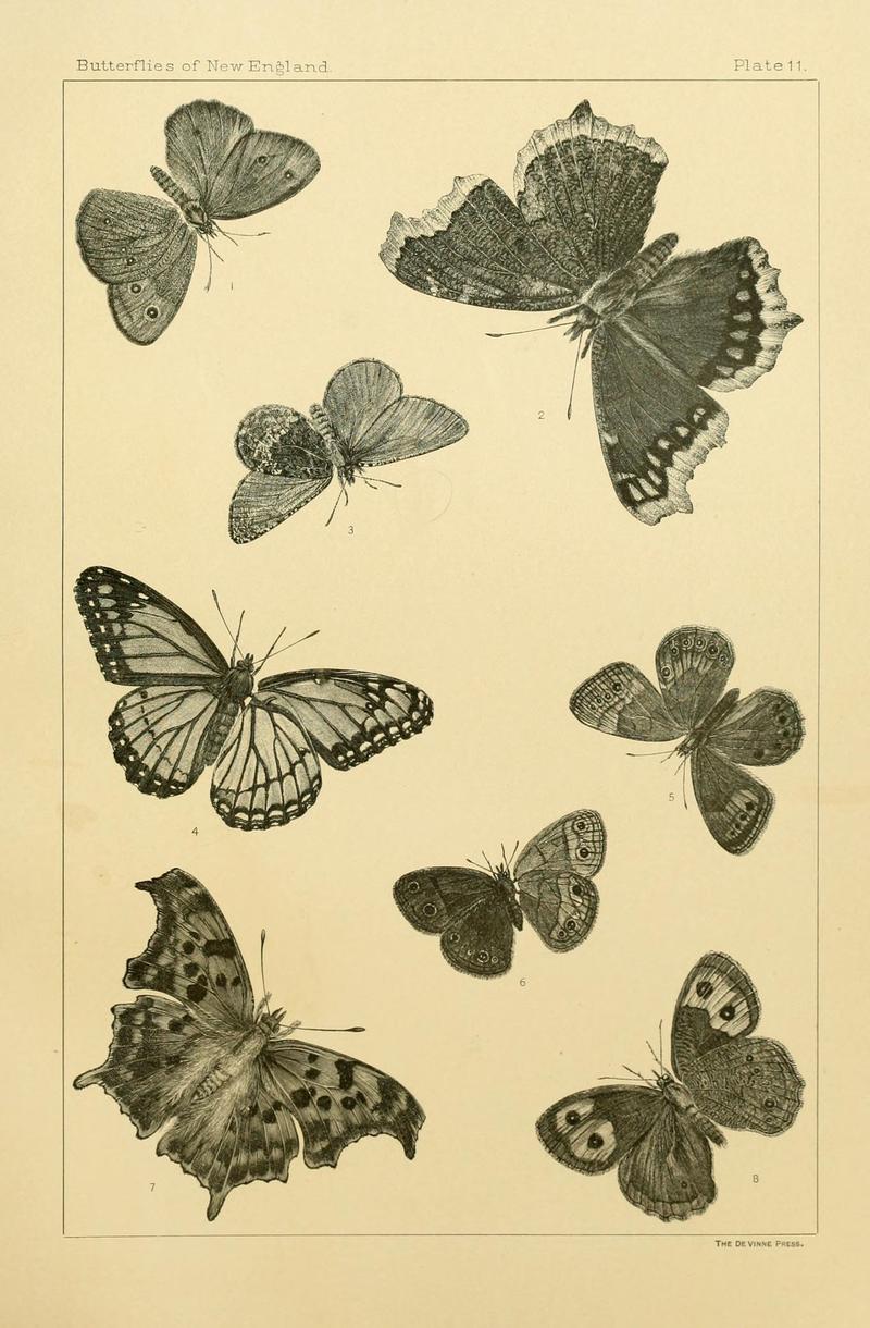 The butterflies of the eastern United States and Canada (8253359912)