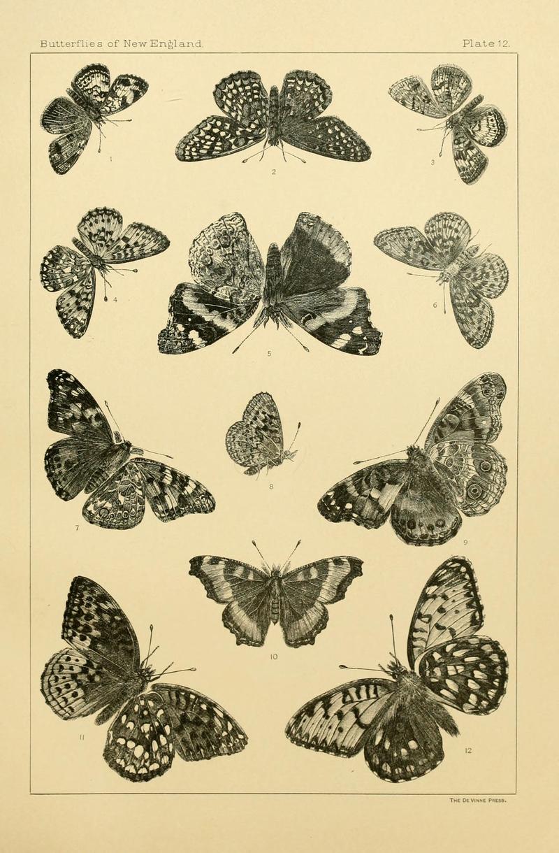 The butterflies of the eastern United States and Canada (8253360372)
