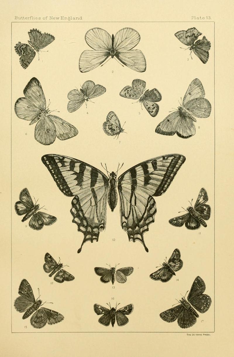 The butterflies of the eastern United States and Canada (8253361254)