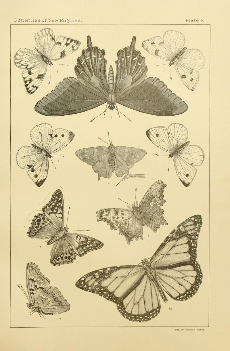 The butterflies of the eastern United States and Canada (8253362680)