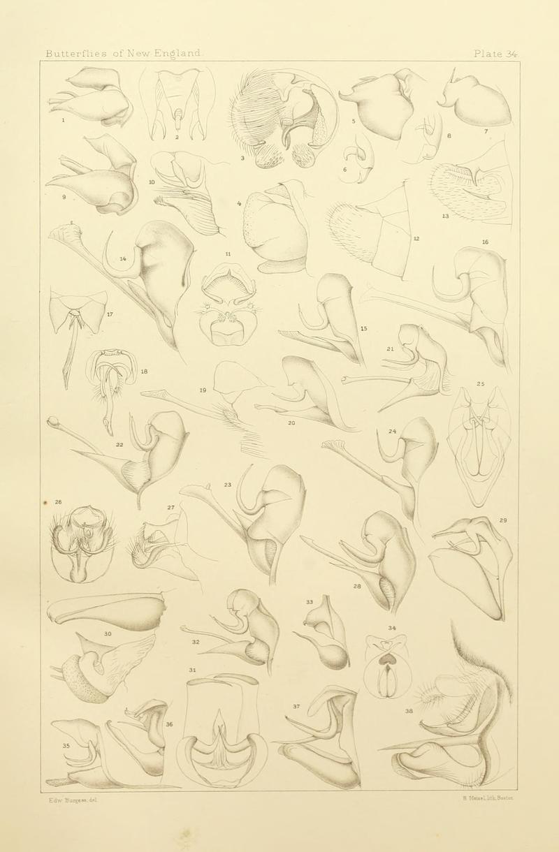 The butterflies of the eastern United States and Canada (8253372928)