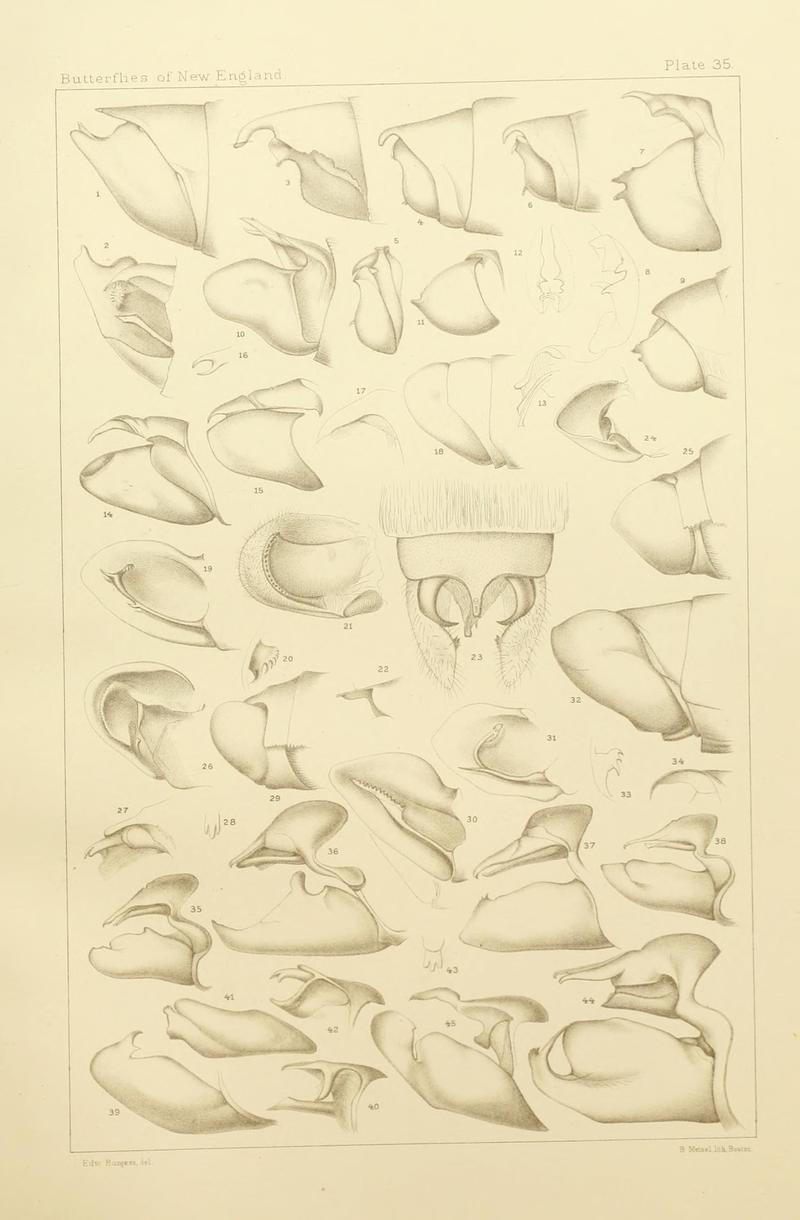 The butterflies of the eastern United States and Canada (8253373324)