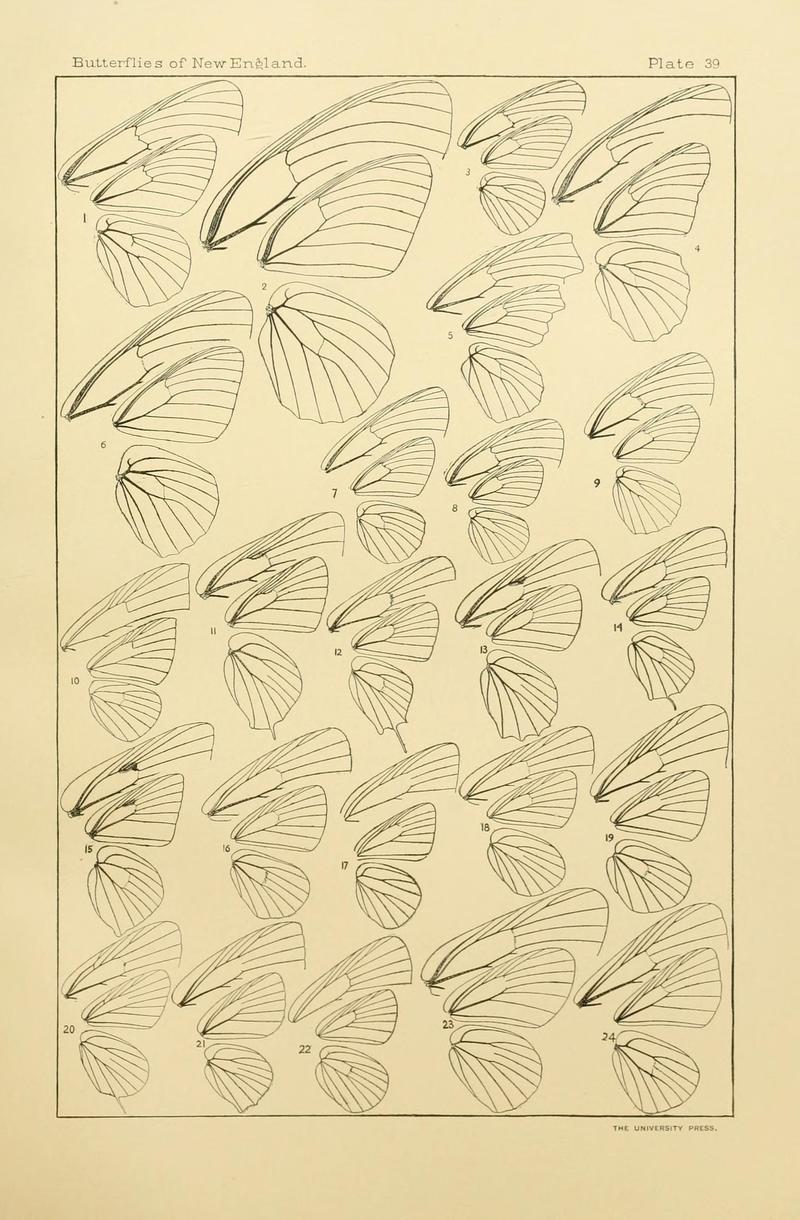 The butterflies of the eastern United States and Canada (8253375432)