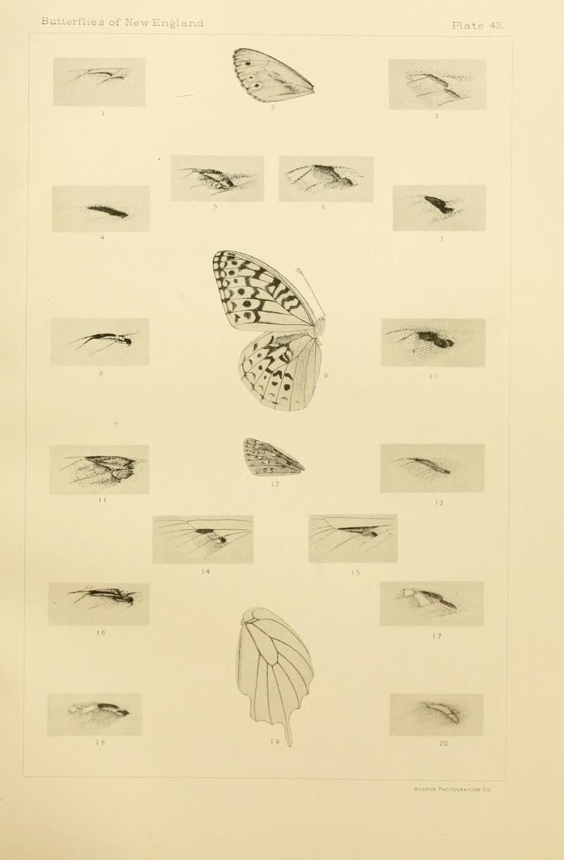 The butterflies of the eastern United States and Canada (8253377080)