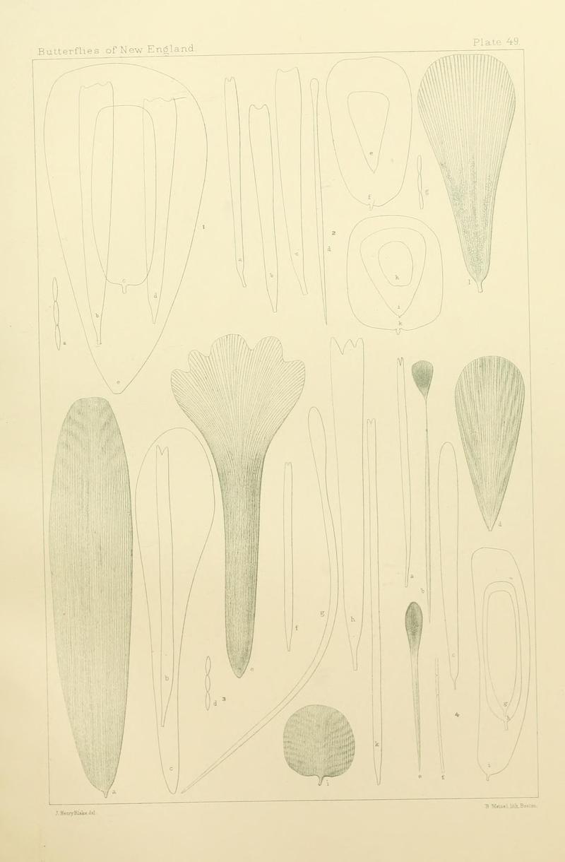 The butterflies of the eastern United States and Canada (8253379458)