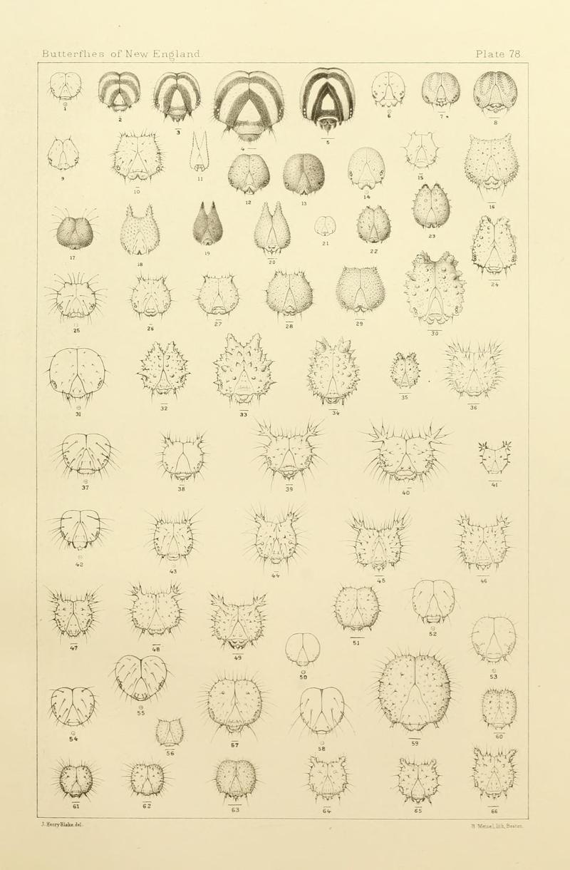 The butterflies of the eastern United States and Canada (8253392258)
