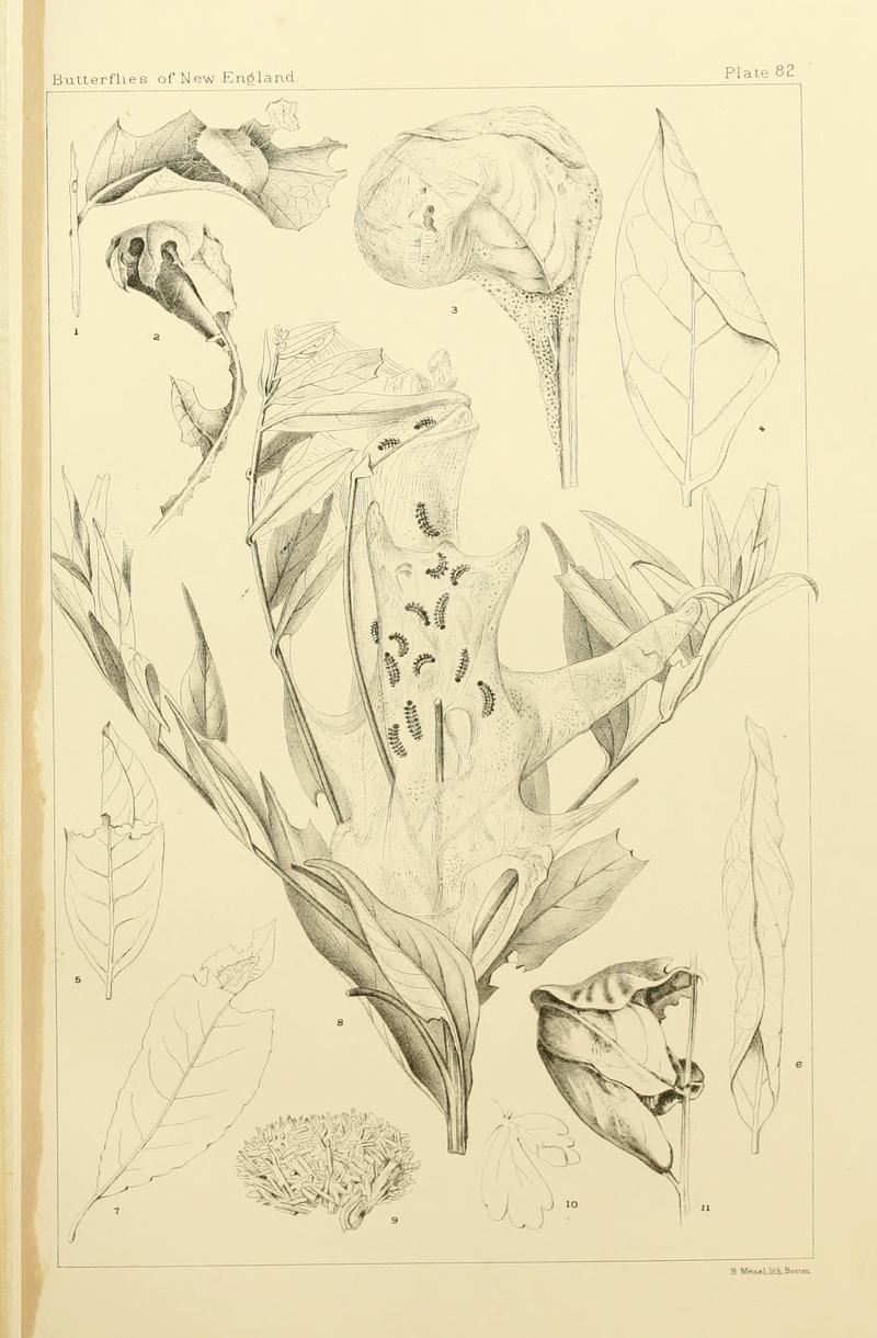 The butterflies of the eastern United States and Canada (8253393792)