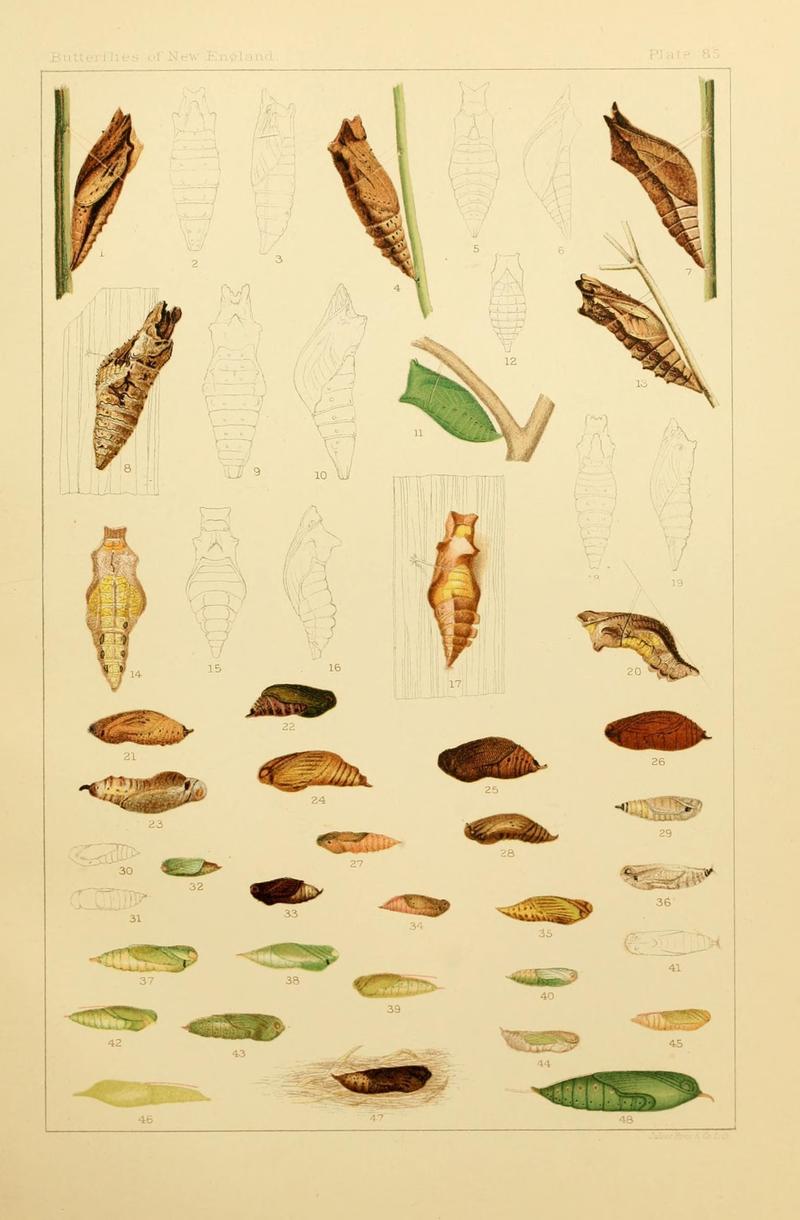 The butterflies of the eastern United States and Canada (8253395386)