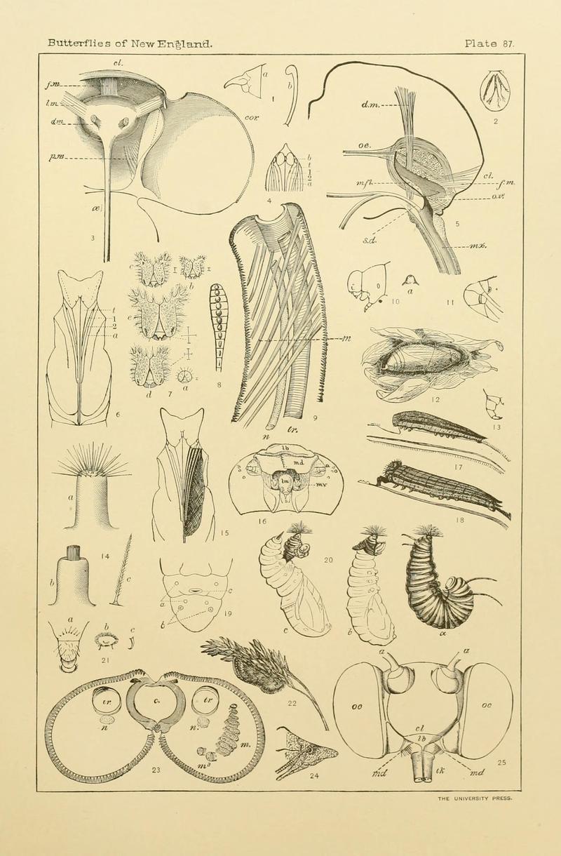 The butterflies of the eastern United States and Canada (8253396344)