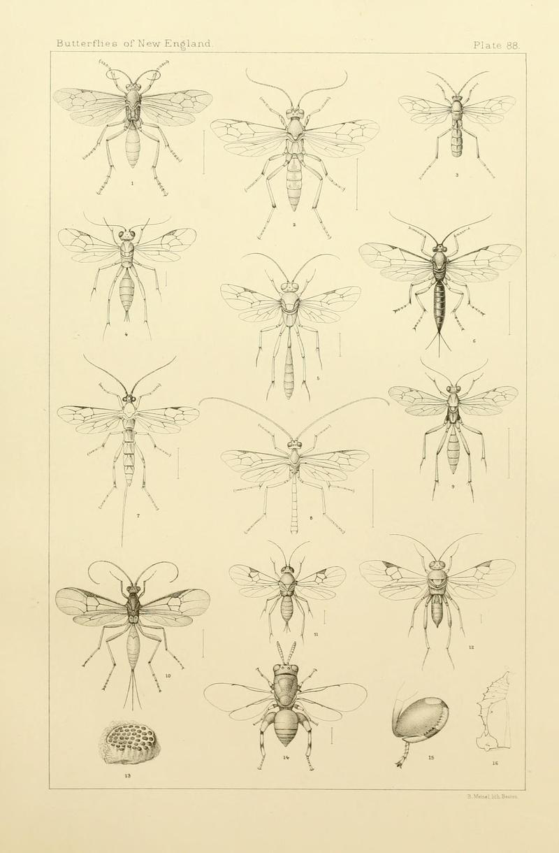 The butterflies of the eastern United States and Canada (8253396712)