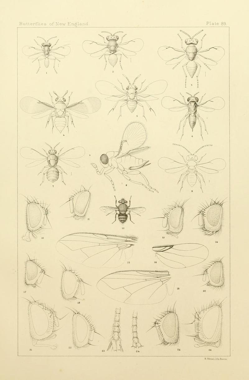 The butterflies of the eastern United States and Canada (8253397088)
