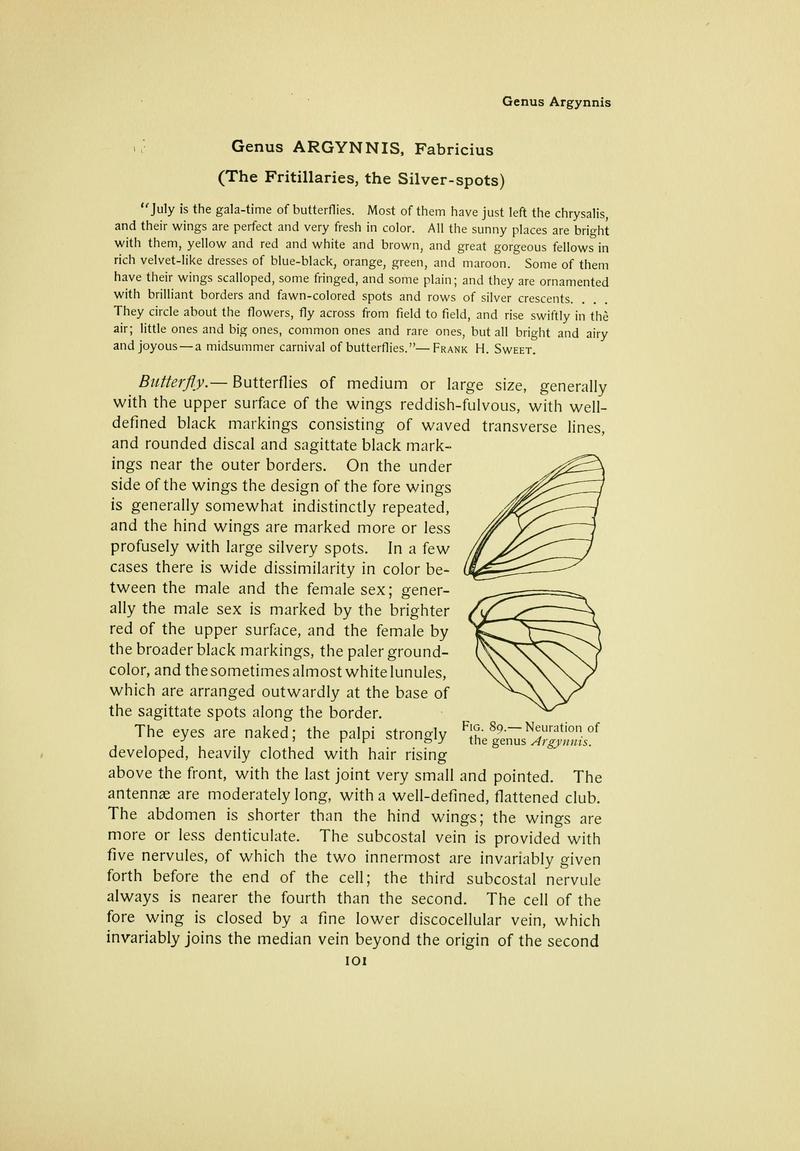The butterfly book (Page 101) BHL10081113