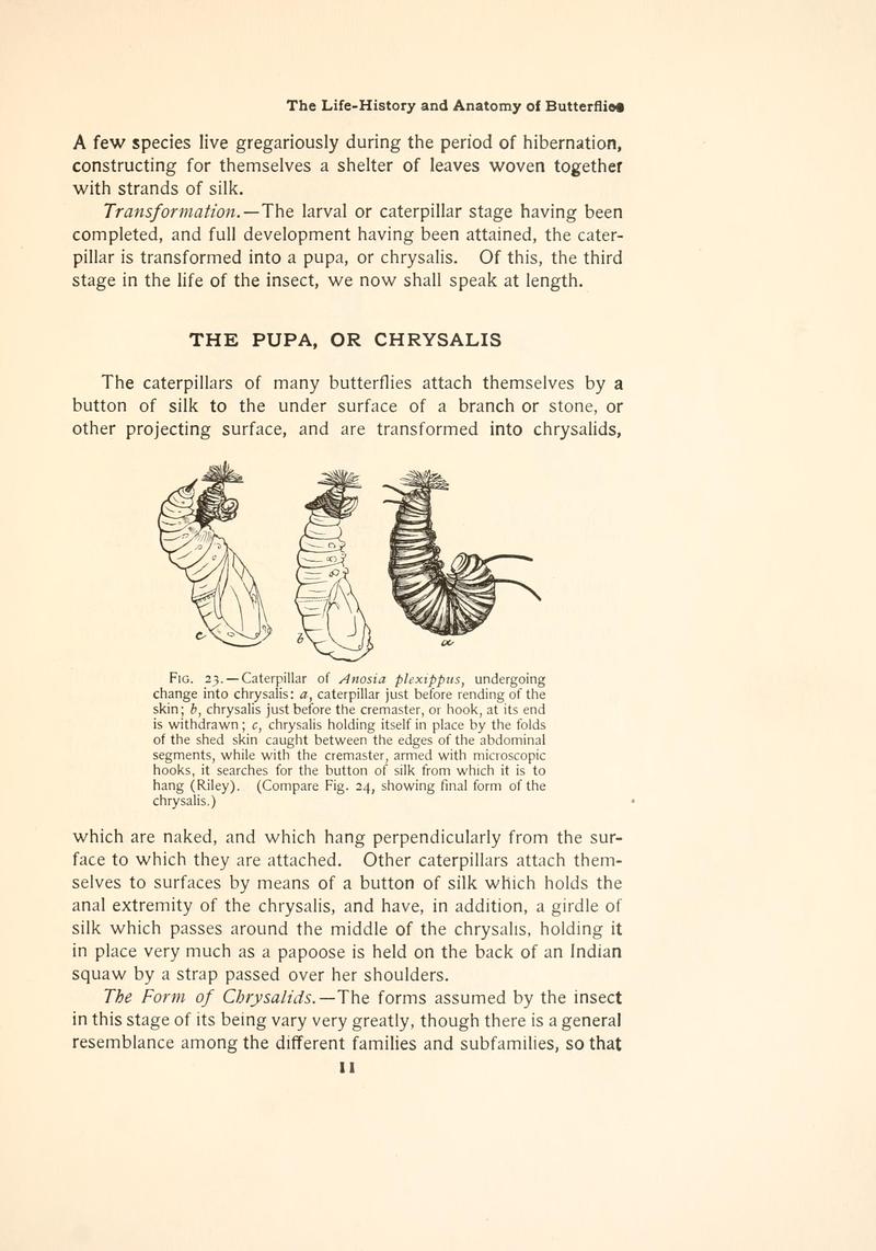 The butterfly book (Page 11, Fig. 23) BHL4428375