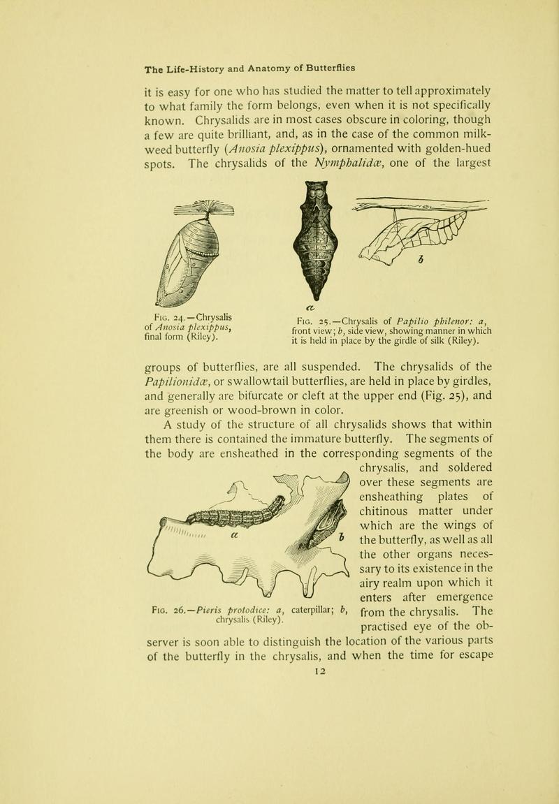 The butterfly book (Page 12) BHL10080973