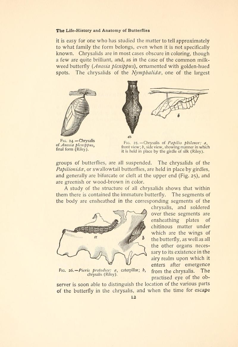 The butterfly book (Page 12, Figs. 24-26) BHL4428376