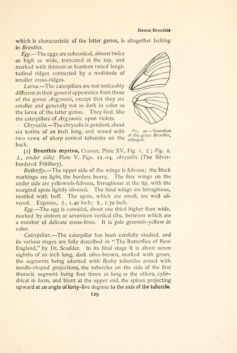 The butterfly book (Page 129, Fig. 90) BHL4428395