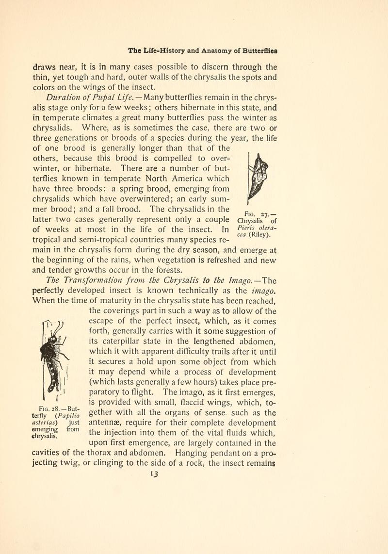 The butterfly book (Page 13, Figs. 27-28) BHL4428377